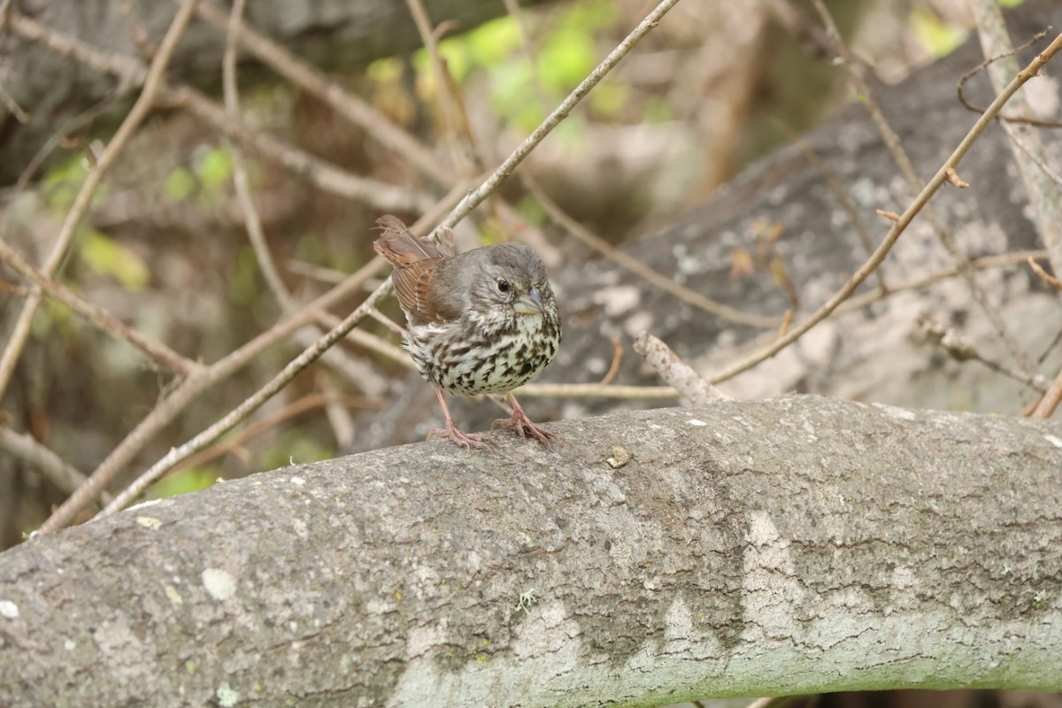Fox Sparrow - ML531604711