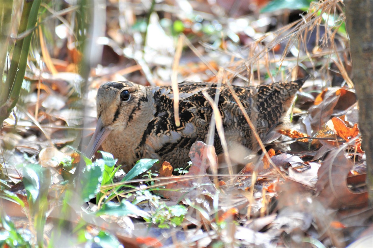 American Woodcock - ML531604751