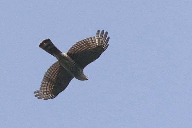 Japanese Sparrowhawk - ML531604771