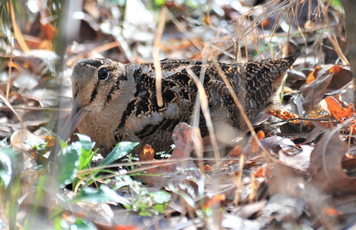 American Woodcock - ML531604941