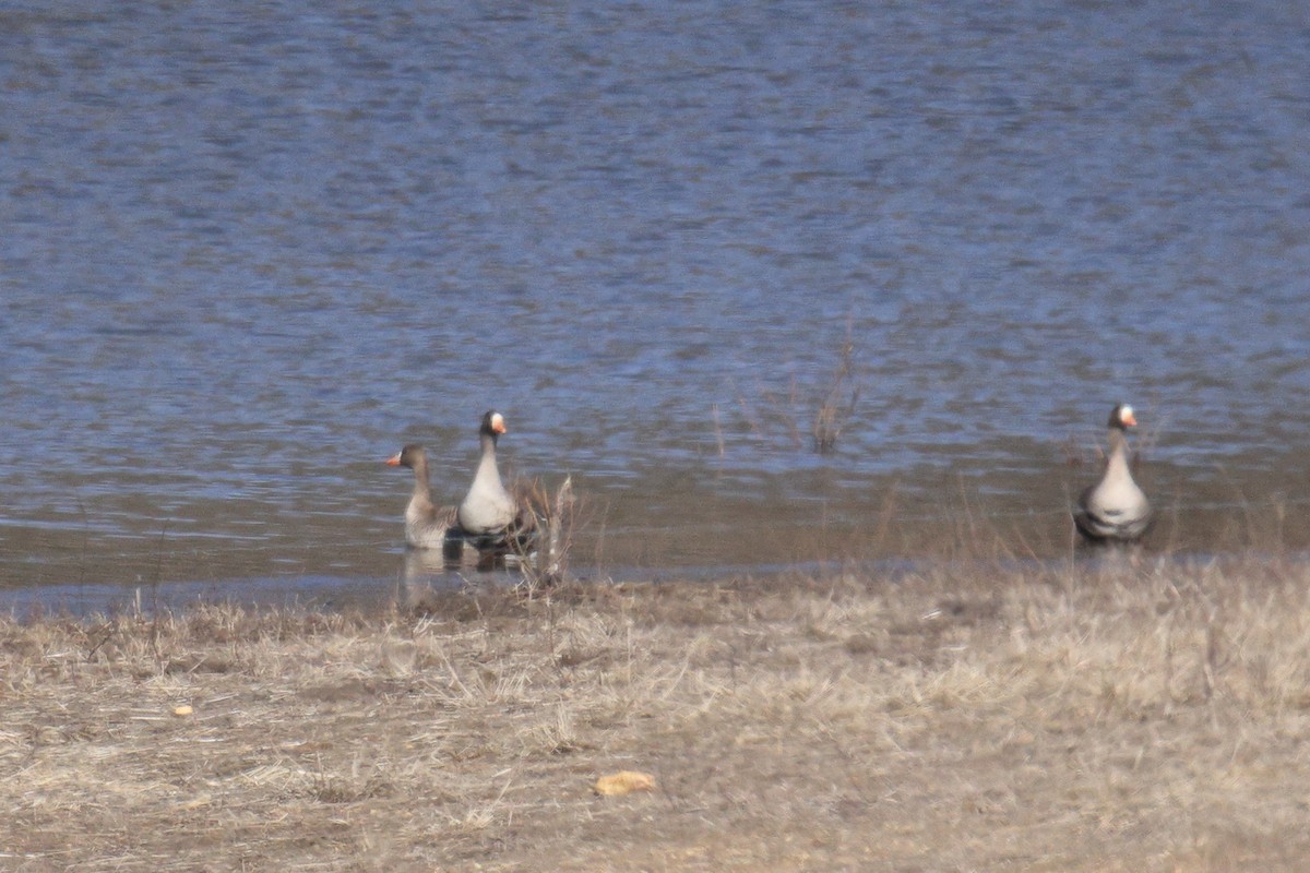 Greater White-fronted Goose - ML531605941