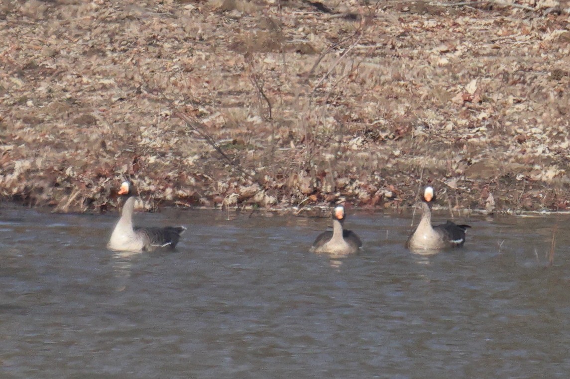 Greater White-fronted Goose - ML531605991