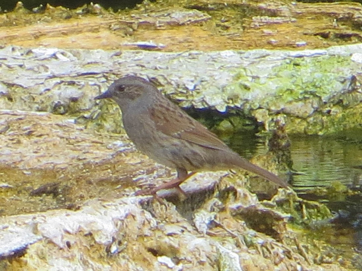 Dunnock - ML531606151