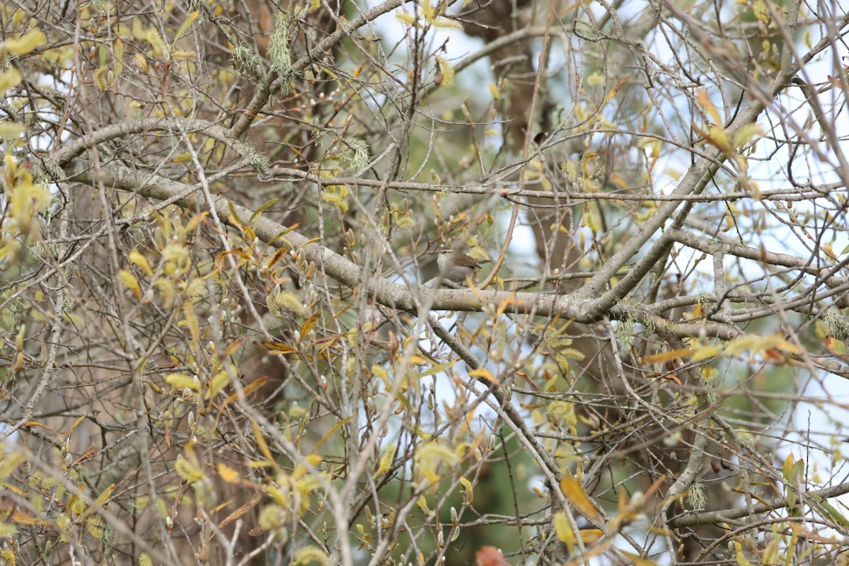 Bewick's Wren - ML531606471