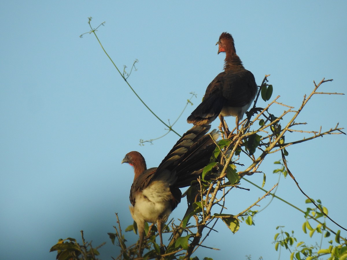 Chestnut-winged Chachalaca - Leandro Niebles Puello