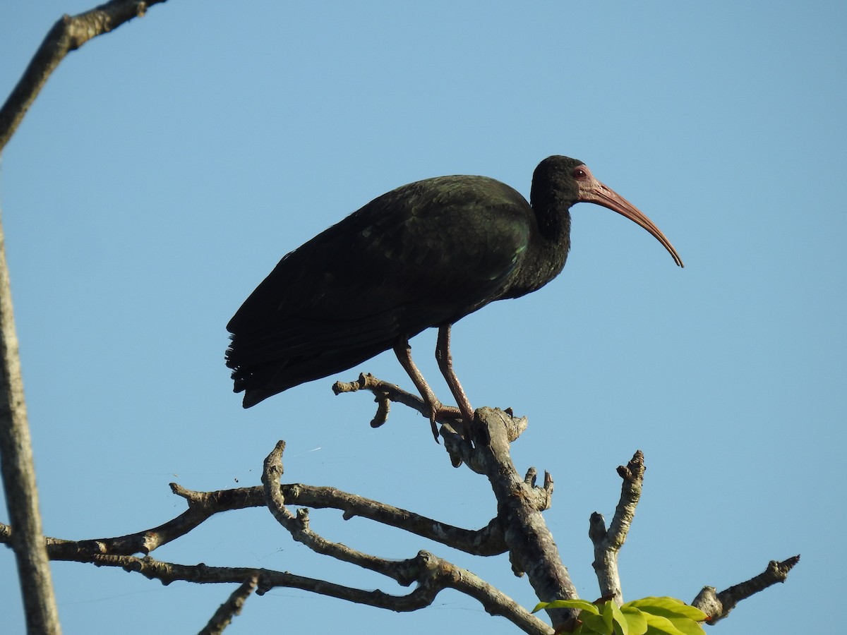 rødmaskeibis - ML531607661