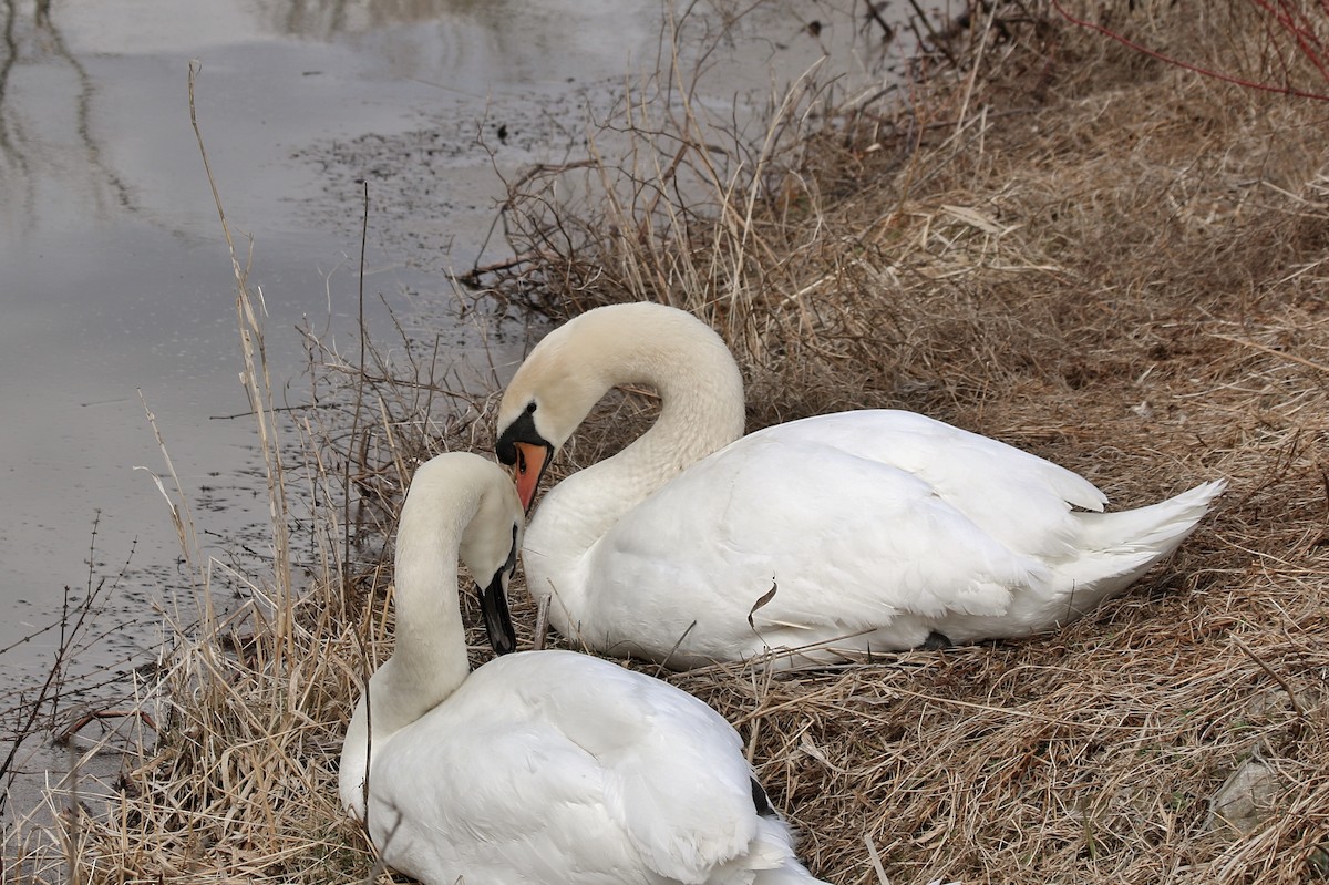 Mute Swan - ML53160781