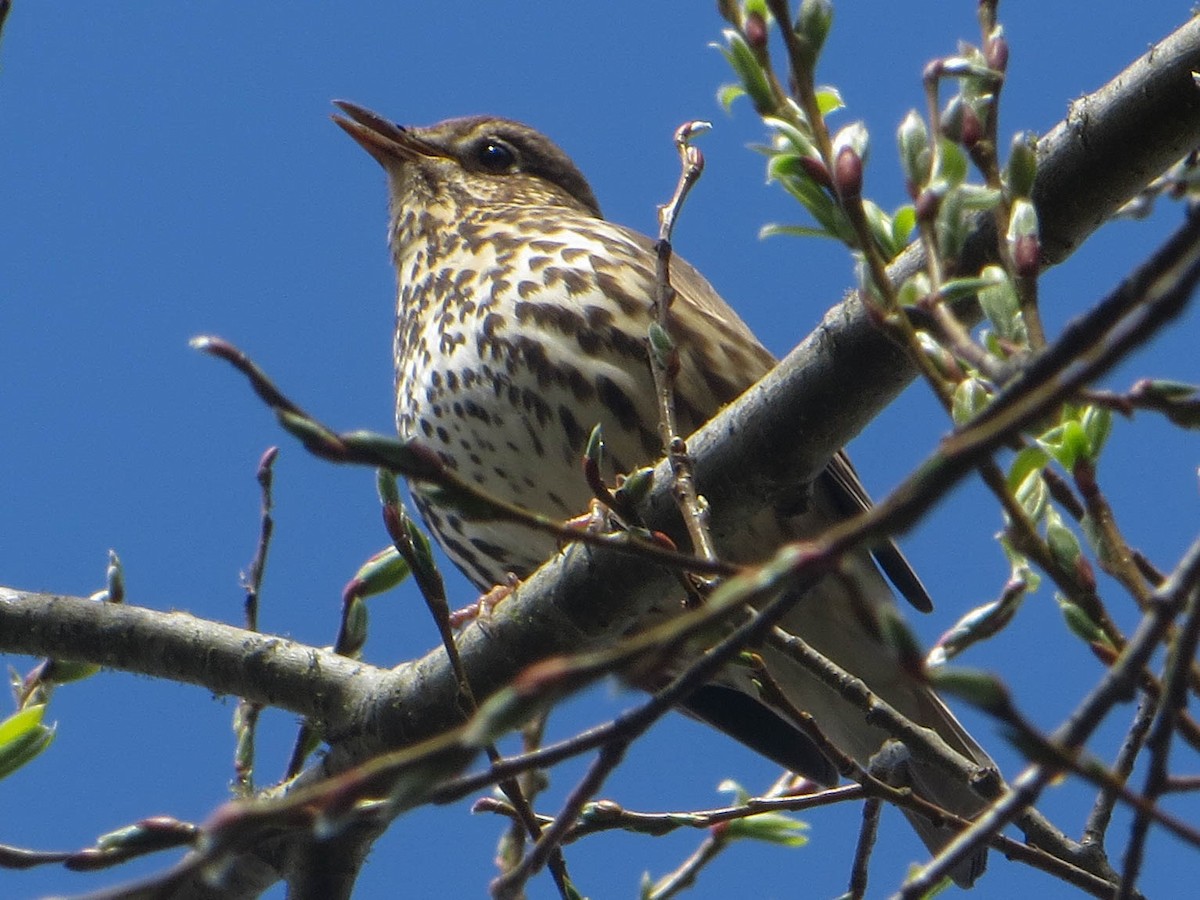 Song Thrush - ML531608381