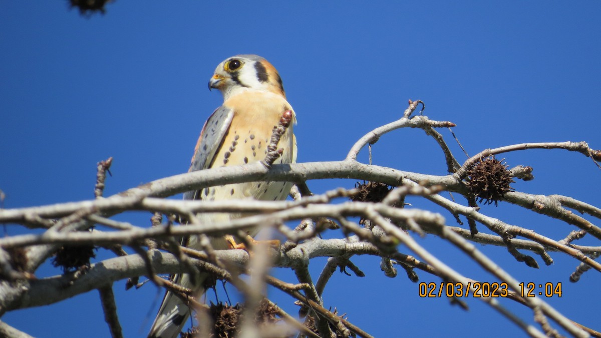 American Kestrel - ML531608681