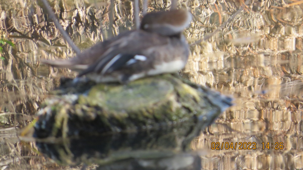 Hooded Merganser - ML531608751