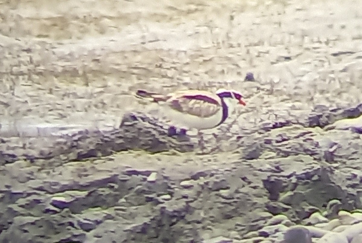 Black-fronted Dotterel - ML531609271
