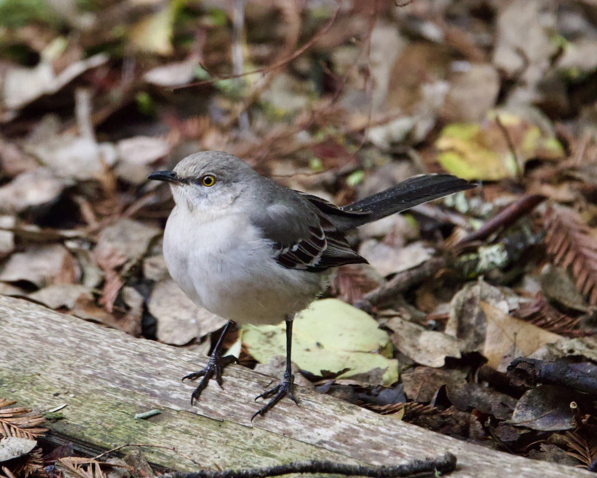 Northern Mockingbird - ML531609931