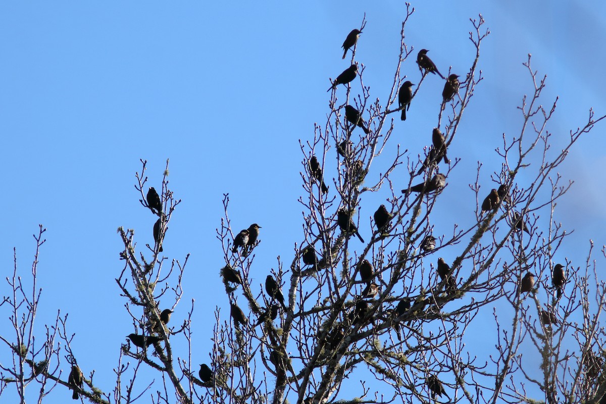 Rusty Blackbird - Robert Mercer