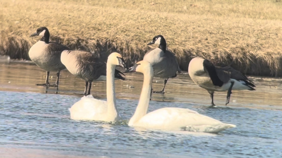 Trumpeter Swan - ML531611321