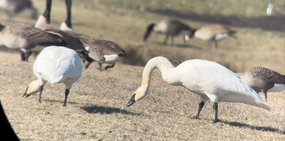 Trumpeter Swan - ML531611331