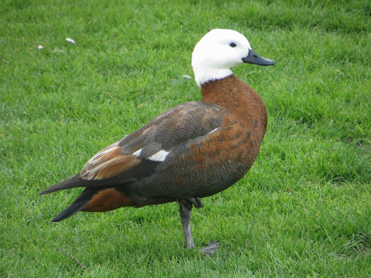 Paradise Shelduck - ML531611531