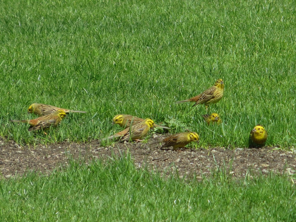 Yellowhammer - Stephanie Levins