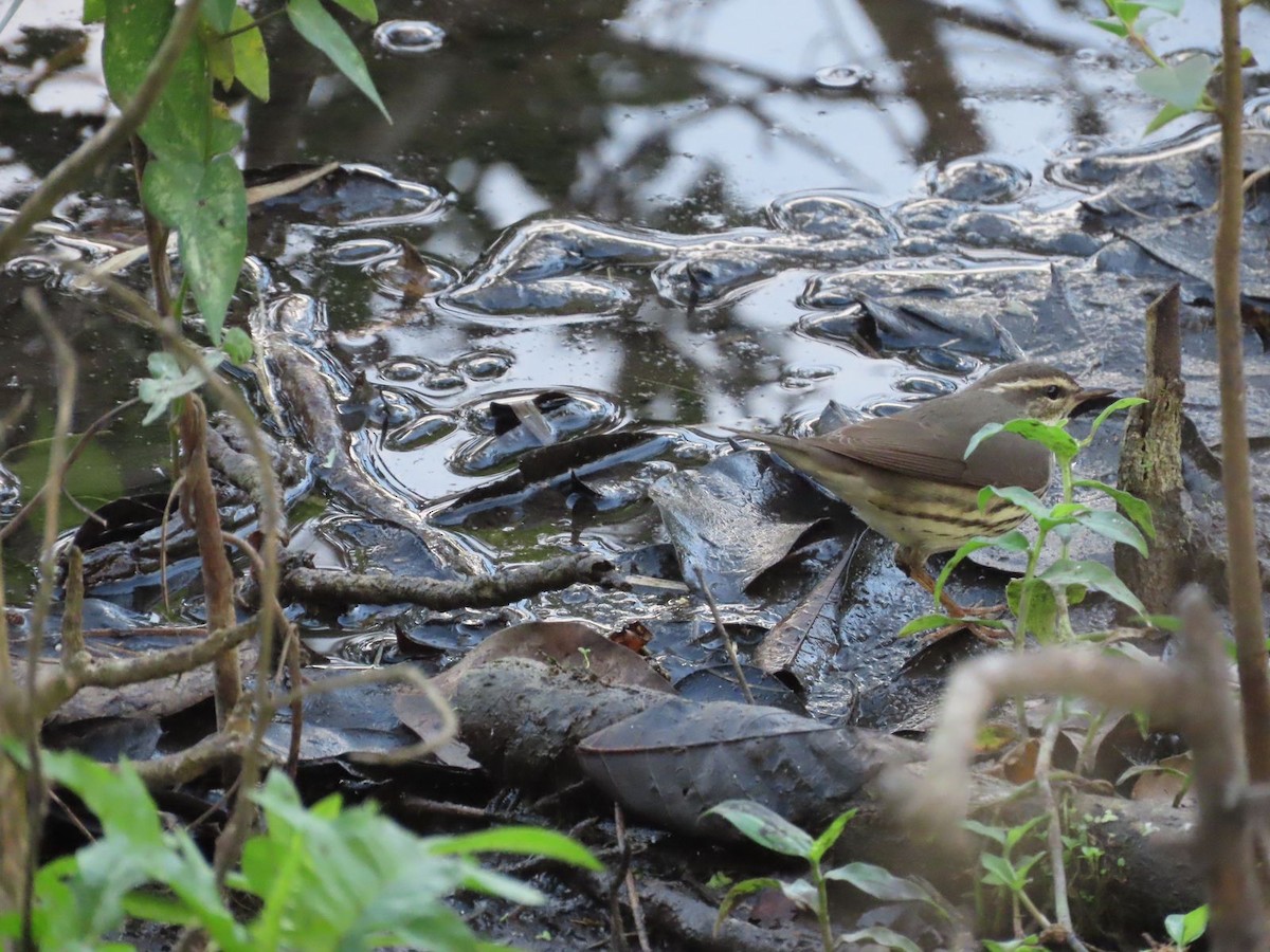 Northern Waterthrush - ML531611651