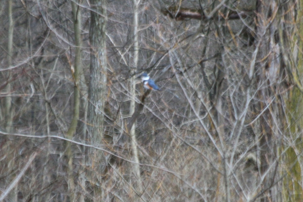 Belted Kingfisher - ML53161251