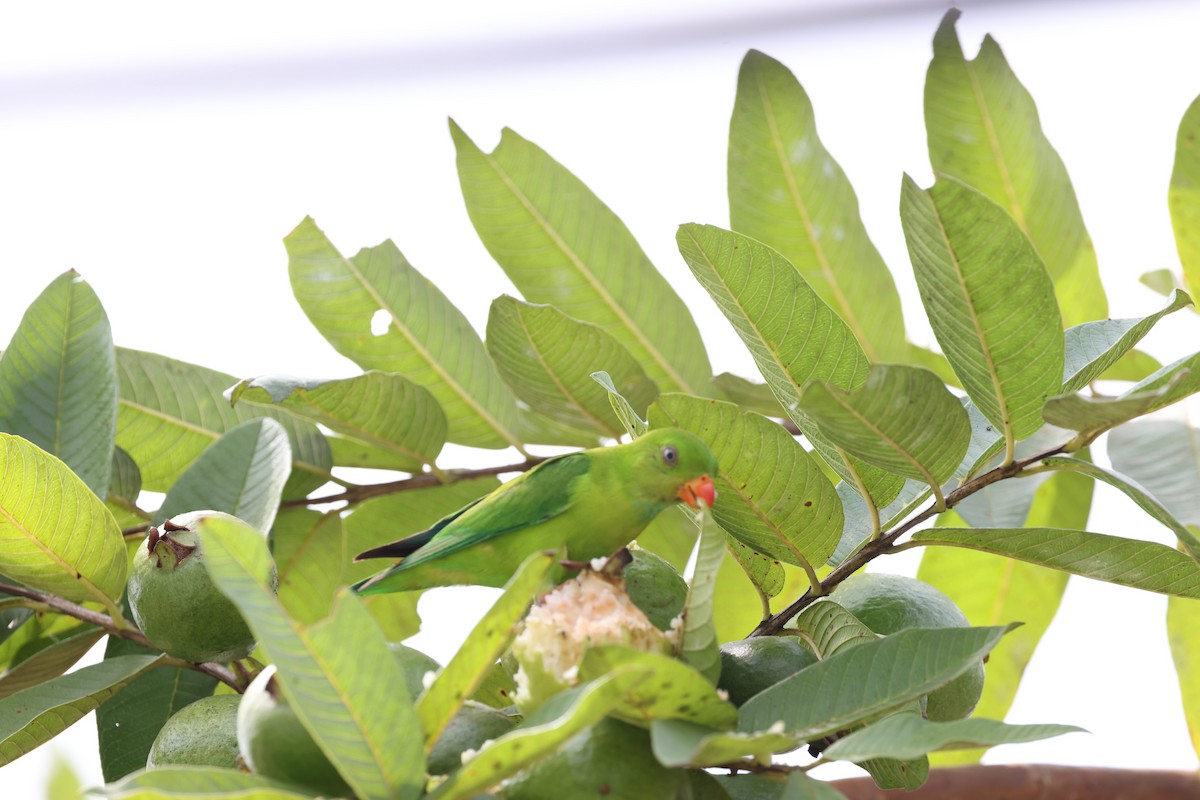 Vernal Hanging-Parrot - ML531615001