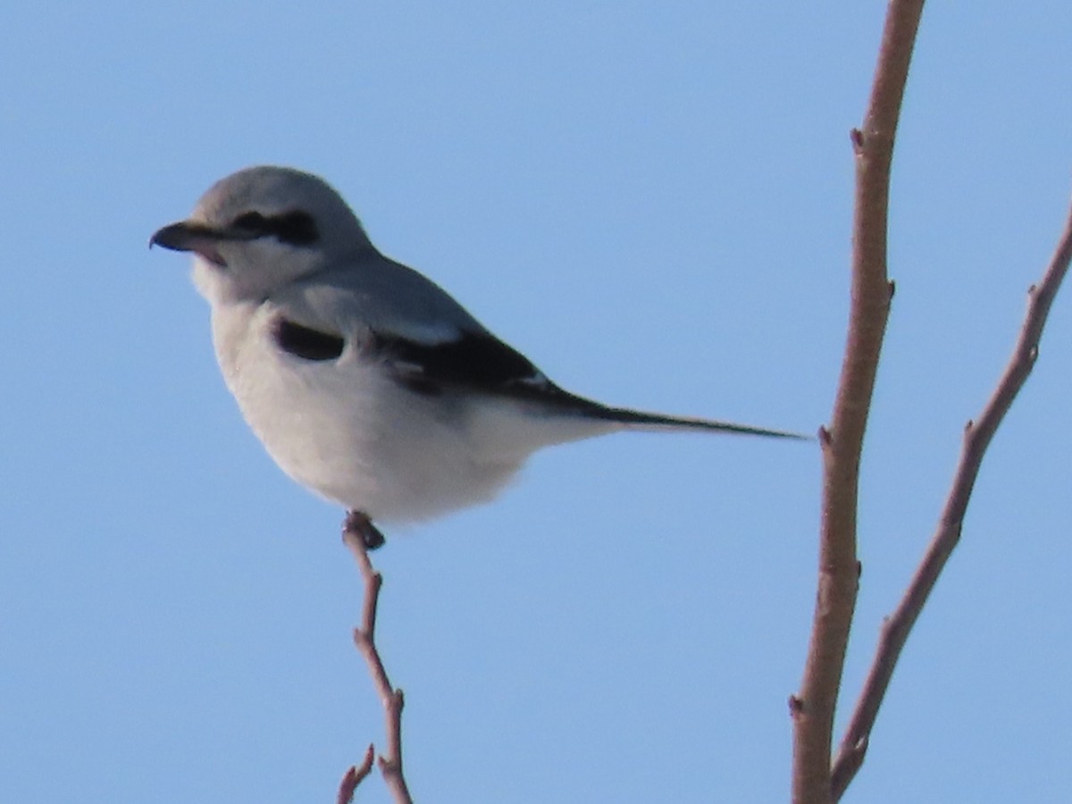 Northern Shrike - ML531616281