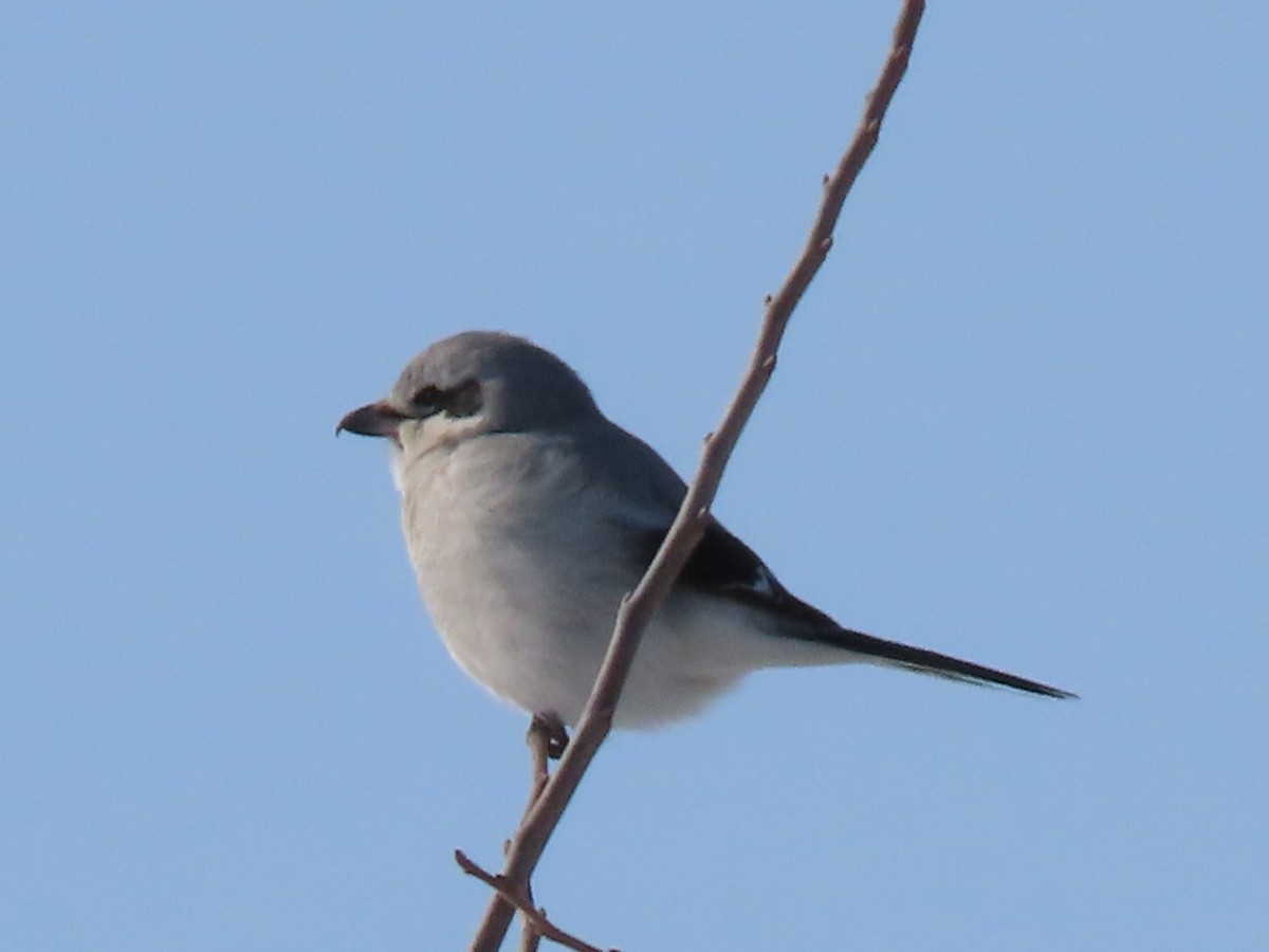 Northern Shrike - ML531616291