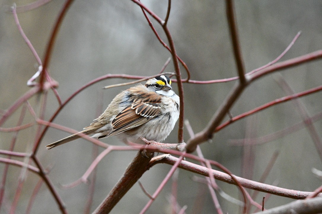 White-throated Sparrow - ML531616431