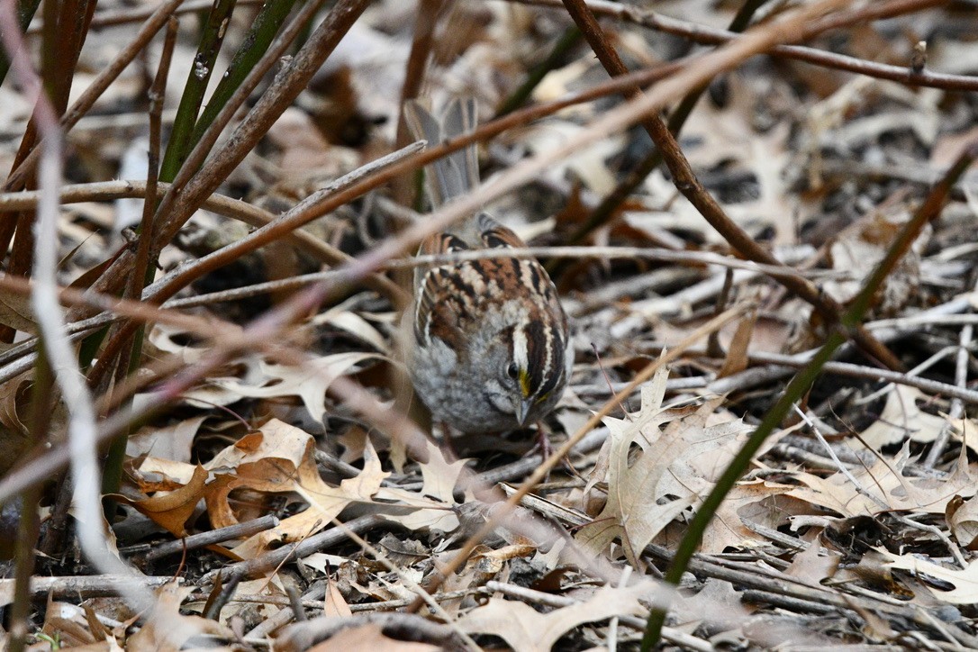 White-throated Sparrow - ML531616471