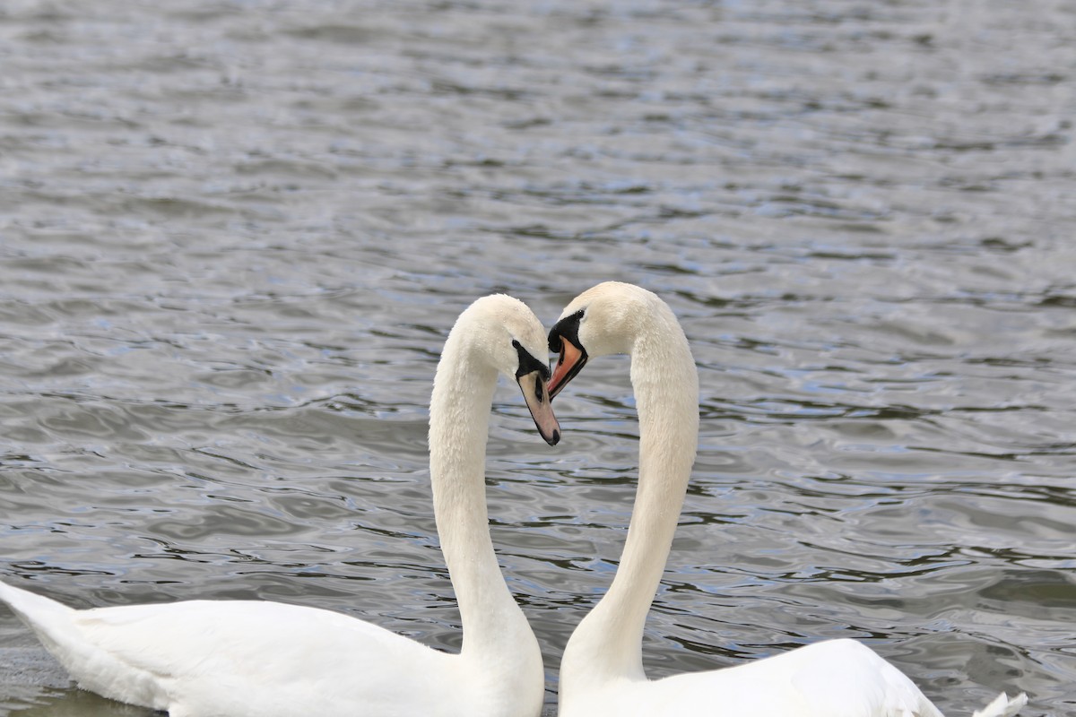 Mute Swan - ML53161771