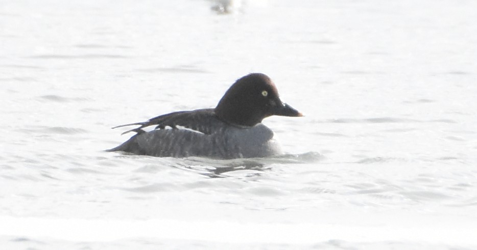 Common Goldeneye - ML531618531