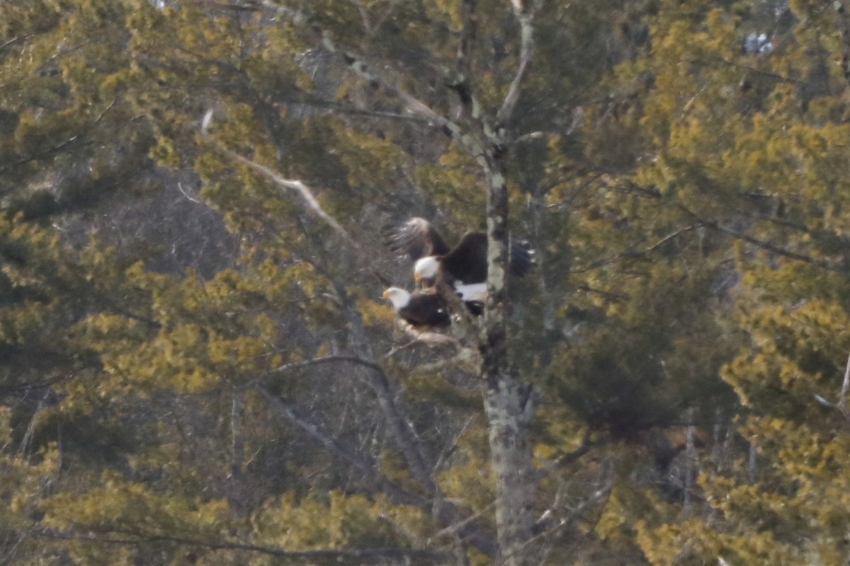 Bald Eagle - ML531620191