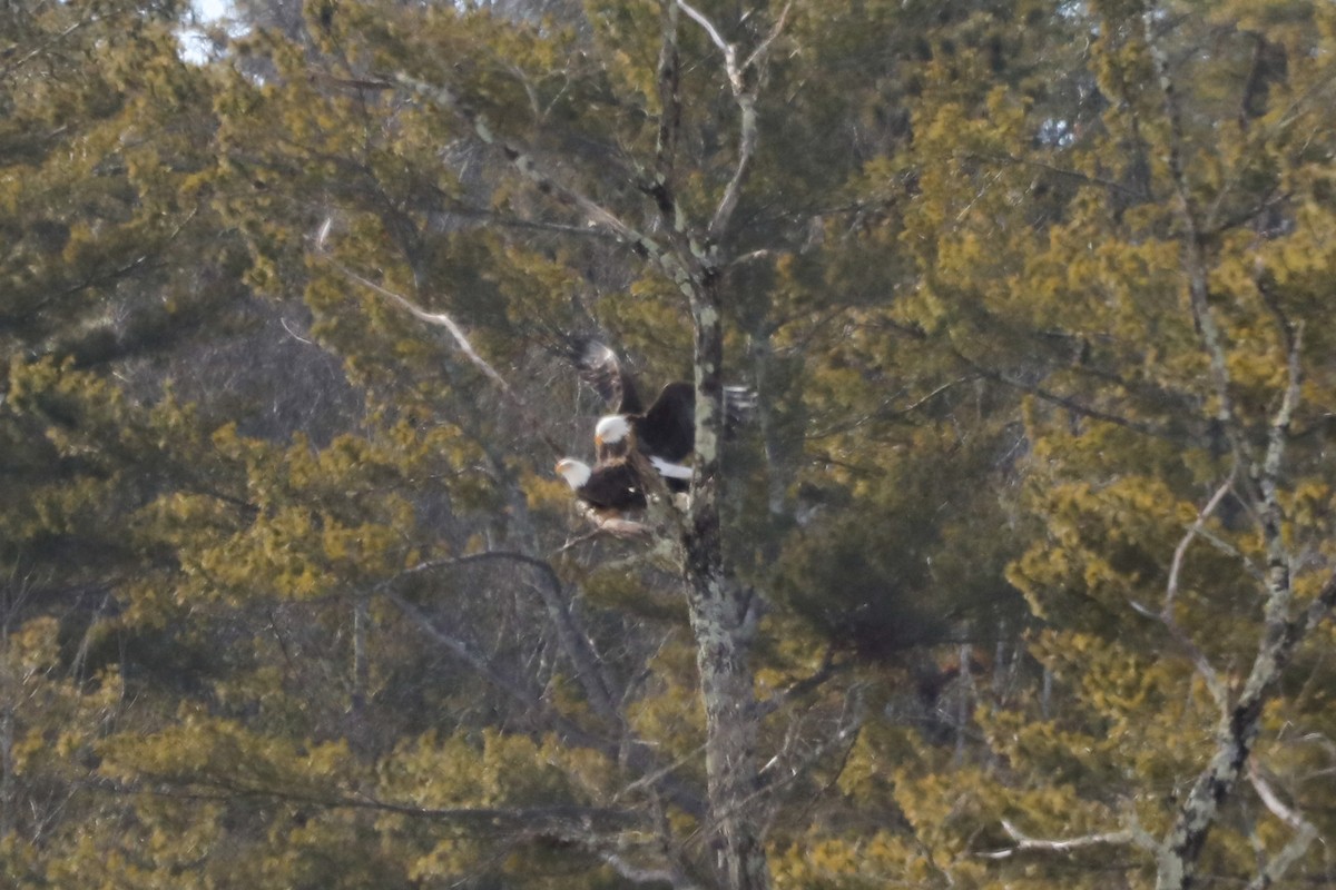 Bald Eagle - ML531620201