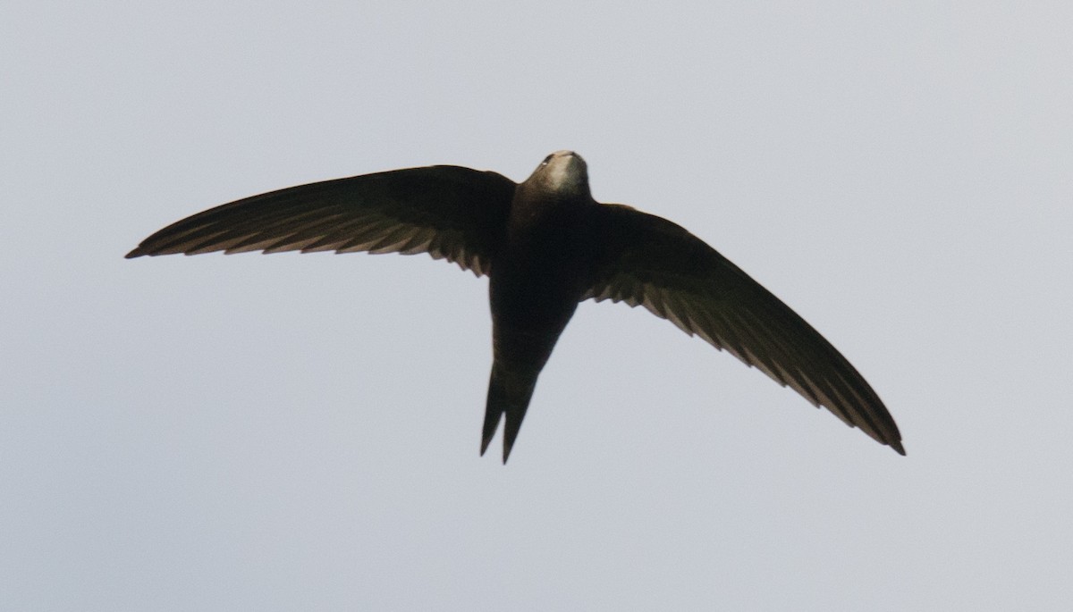 Common Swift - ML53162031