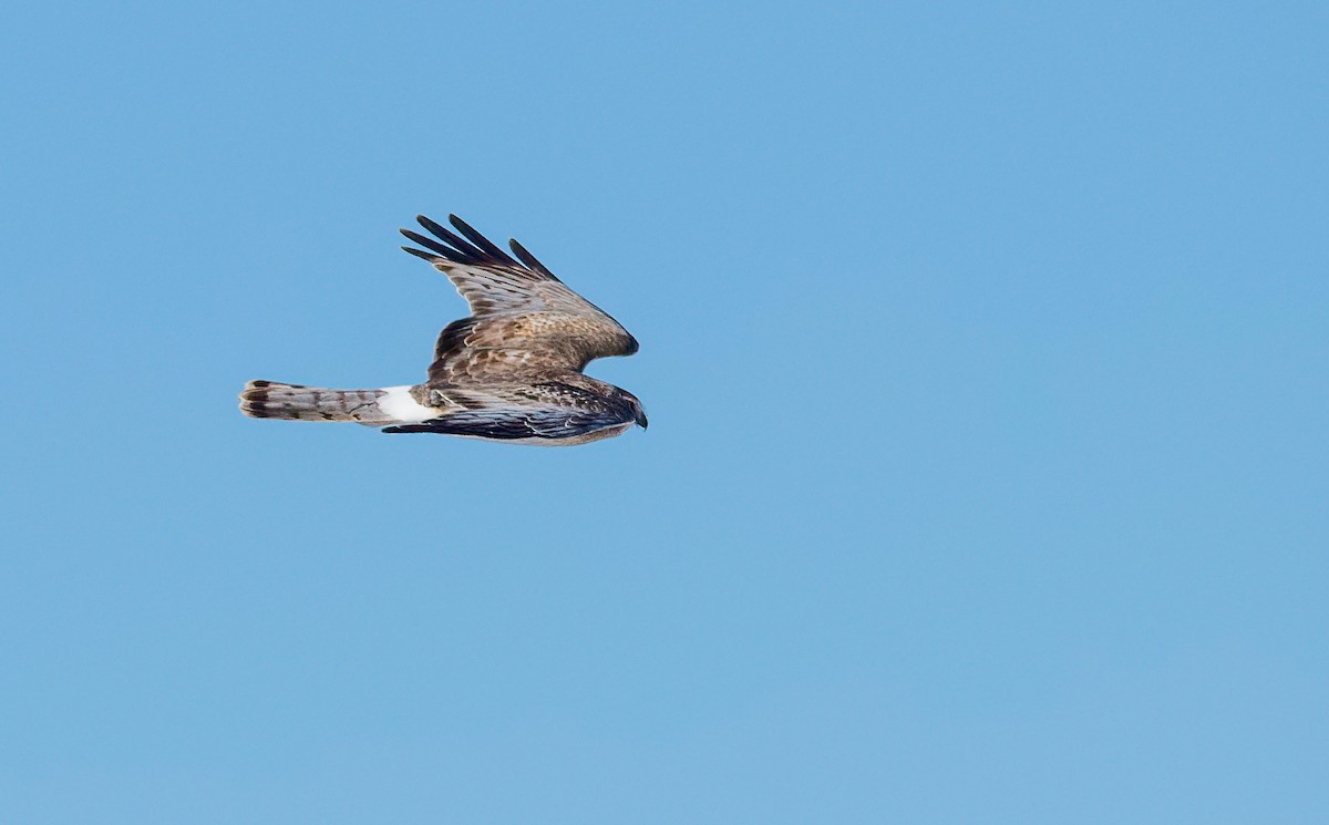 Northern Harrier - ML531620951