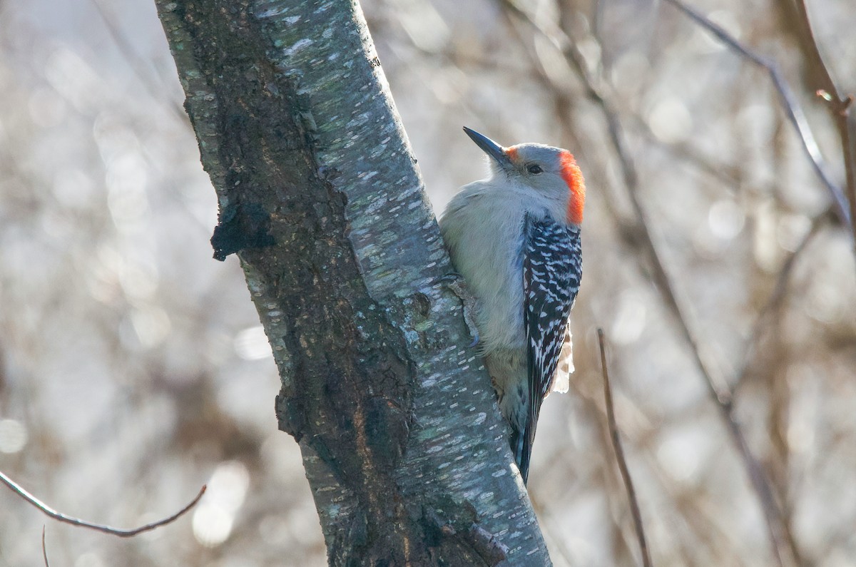 Red-bellied Woodpecker - ML531621091