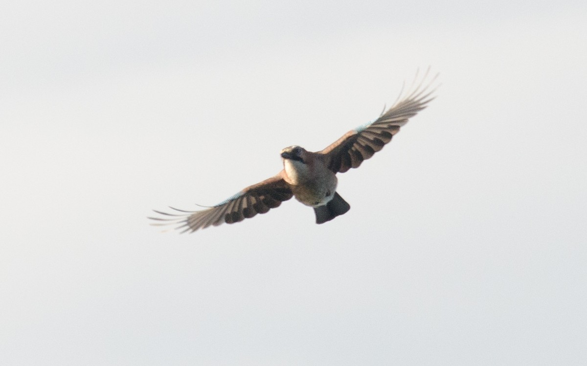 Eurasian Jay - ML53162221