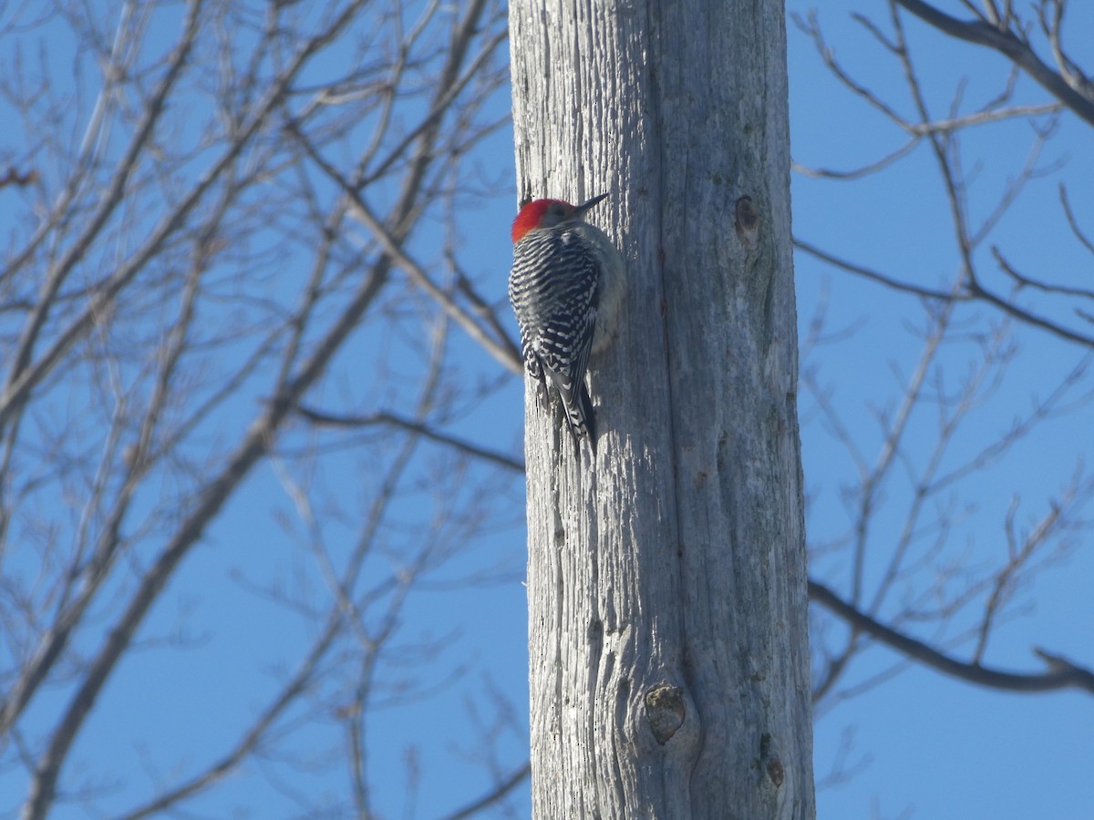 Red-bellied Woodpecker - ML531622531