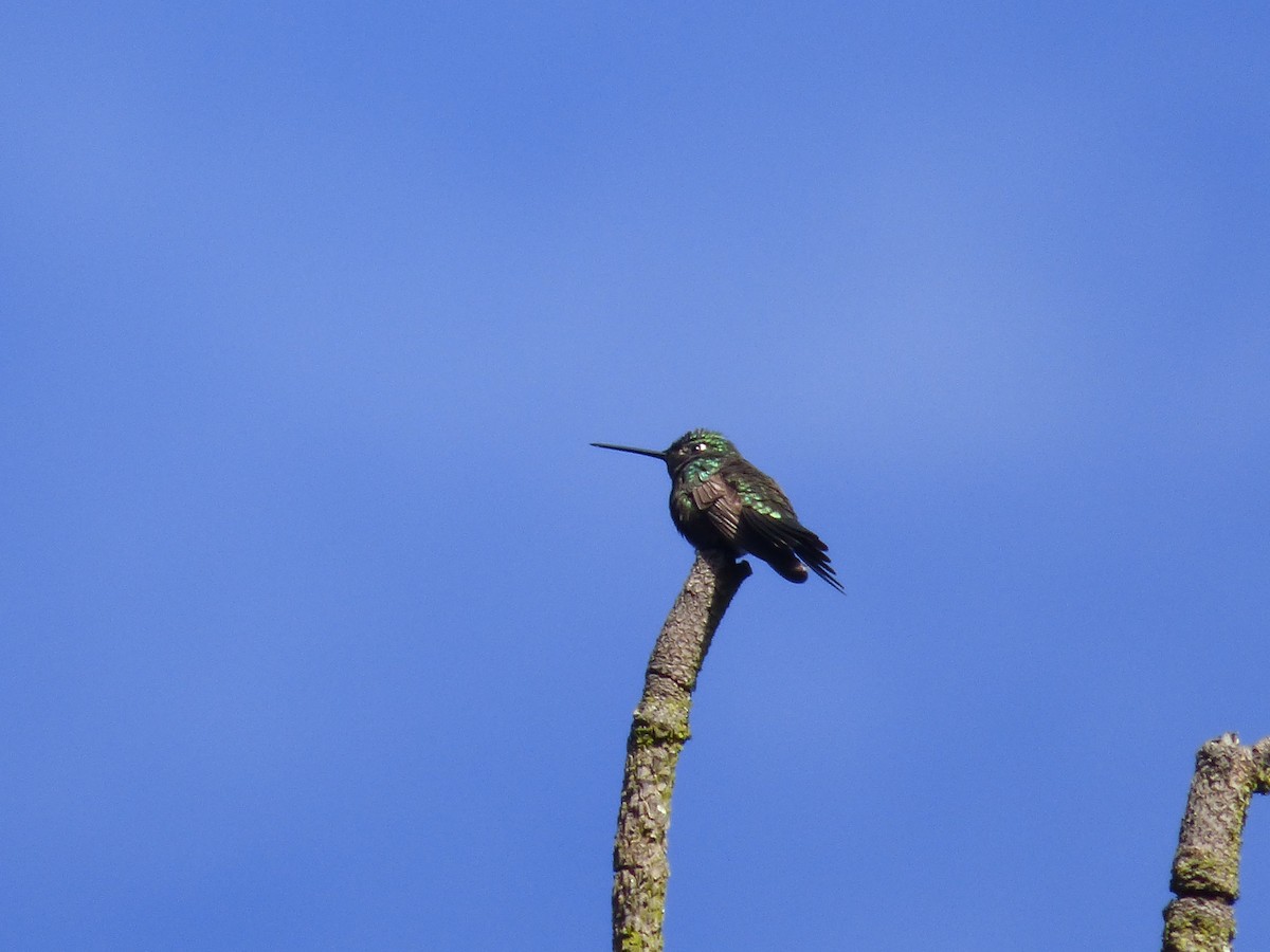 Rivoli's Hummingbird - ML531623461