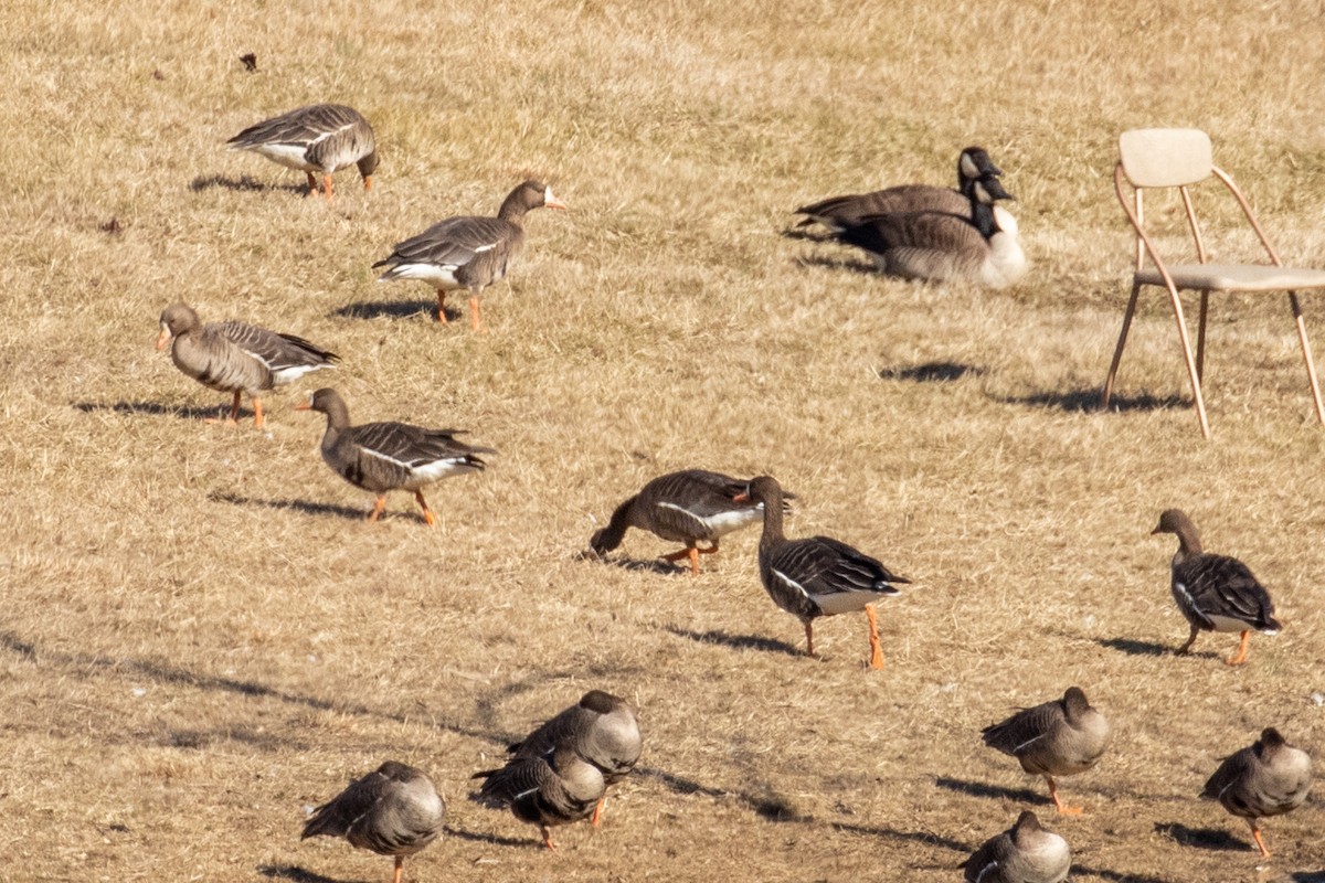 Greater White-fronted Goose - ML531623481