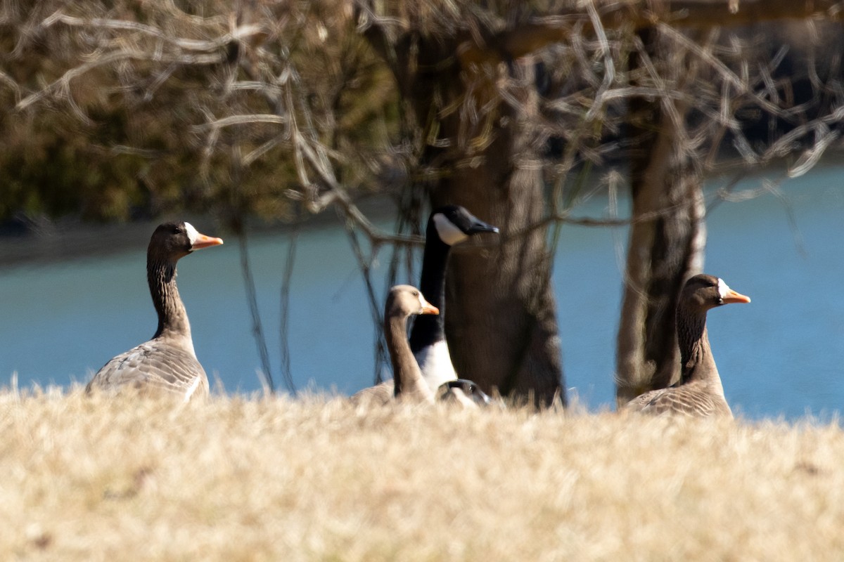 Greater White-fronted Goose - ML531623501