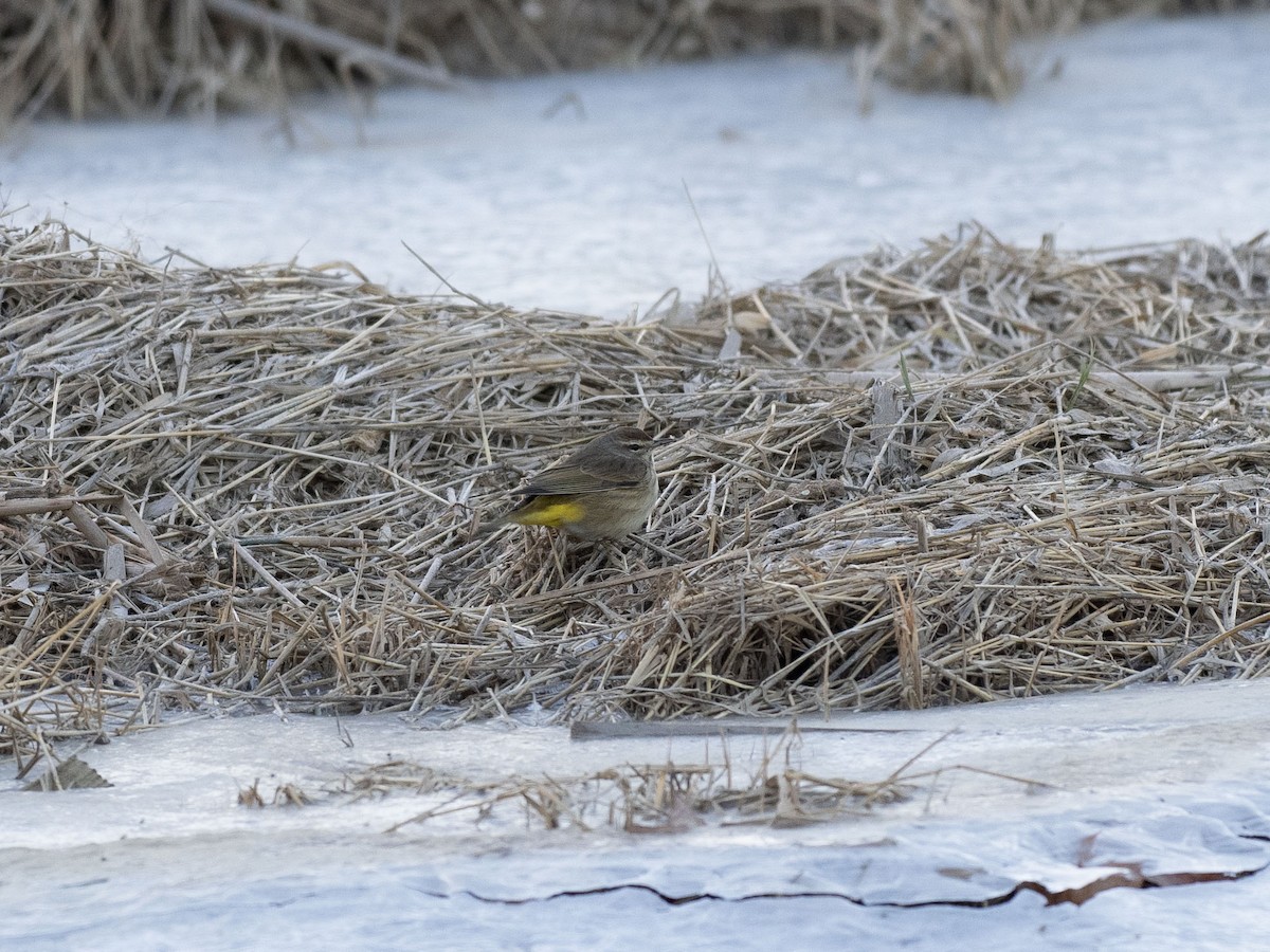 Palm Warbler - ML531624451