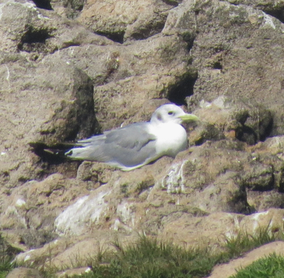 Mouette tridactyle - ML53162481
