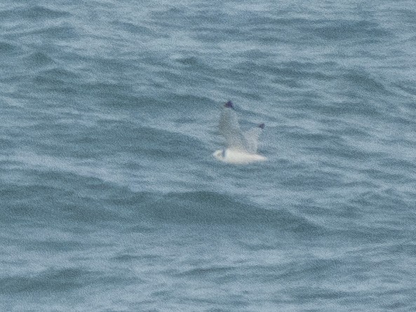 Black-legged Kittiwake - ML531624891