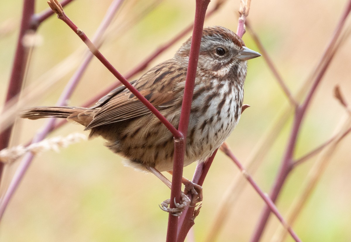 Song Sparrow - ML531625331