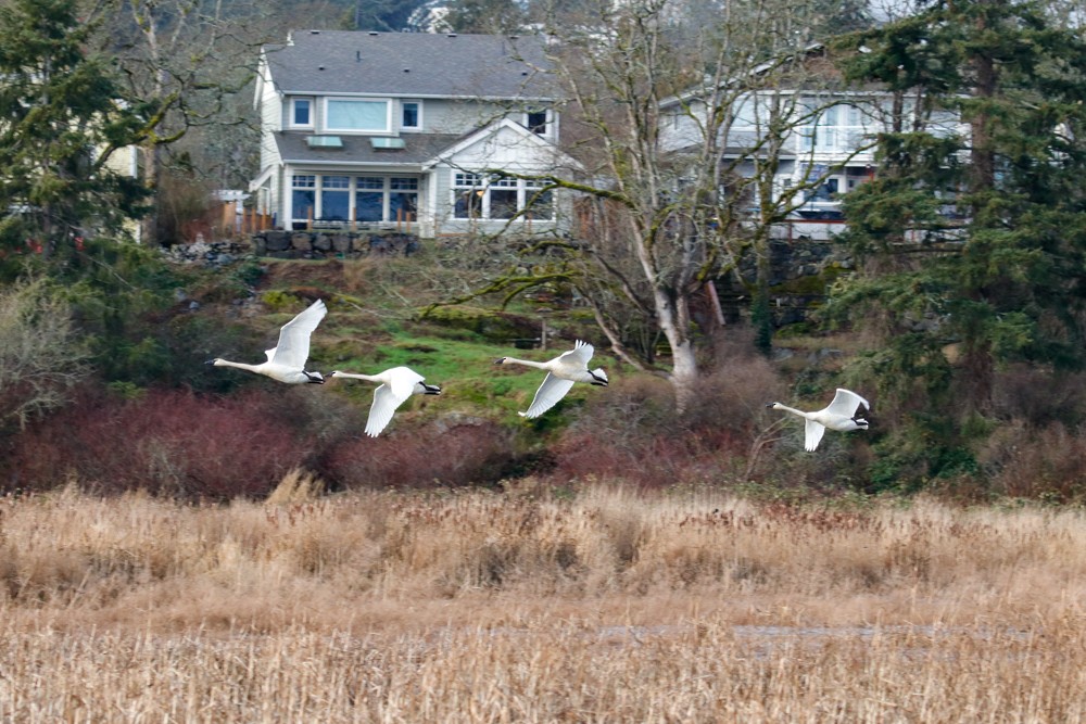 Trumpeter Swan - Mark Byrne