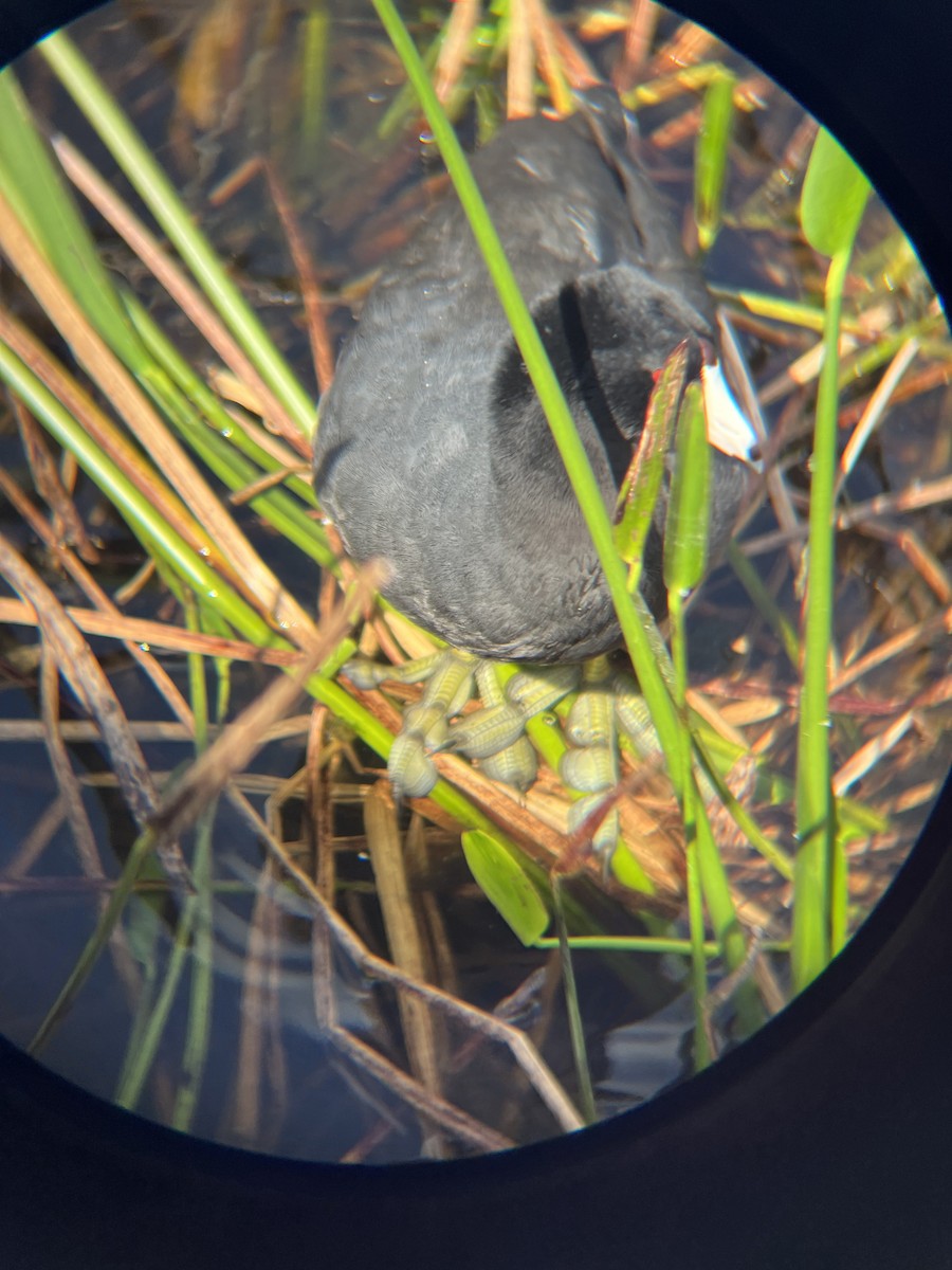 American Coot - Heidi Faulkner