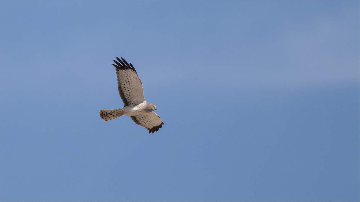 Northern Harrier - paul mclelland