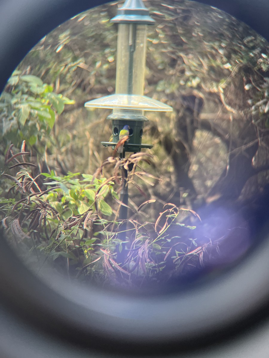 Painted Bunting - ML531626231