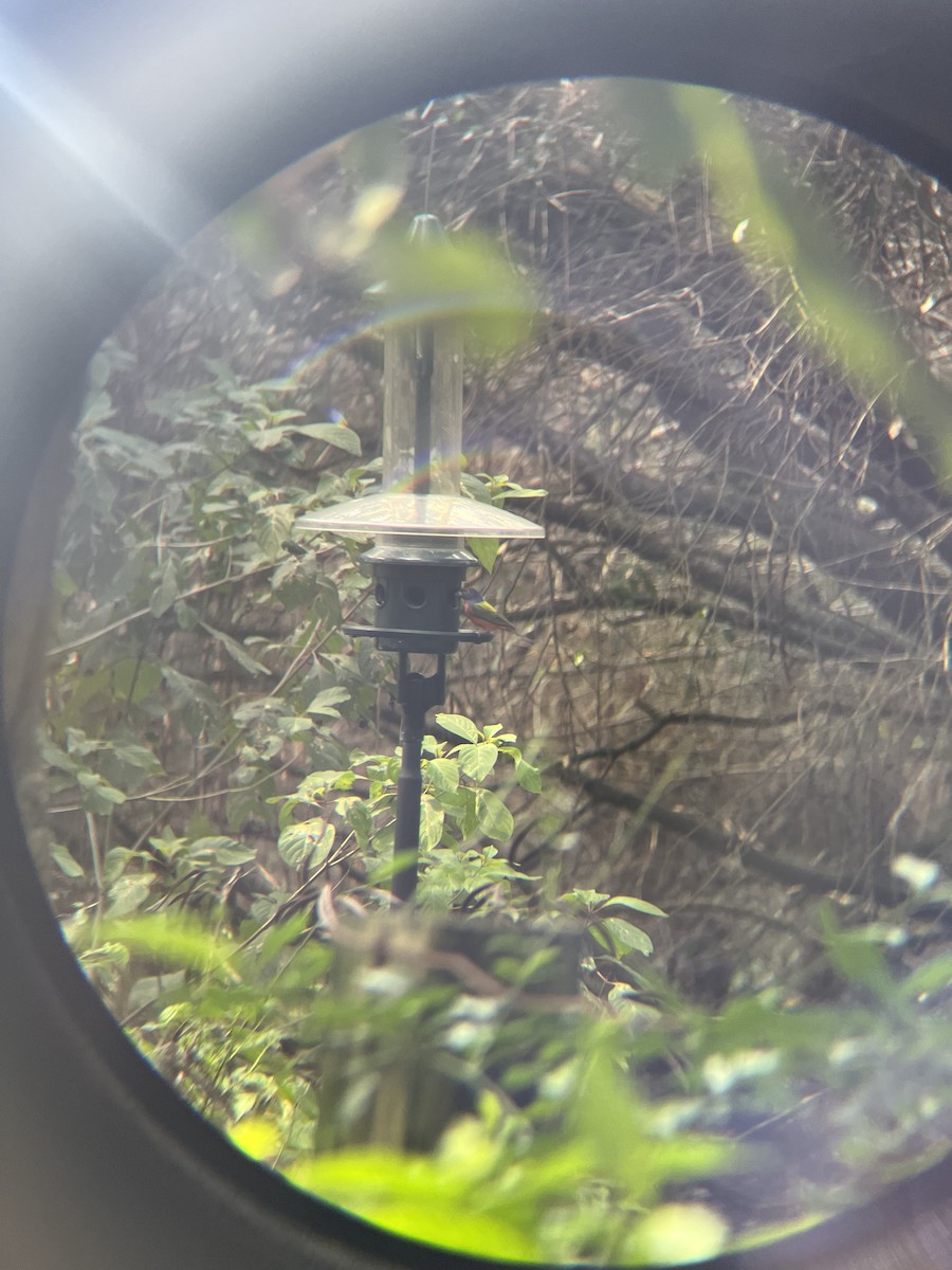 Painted Bunting - ML531626241