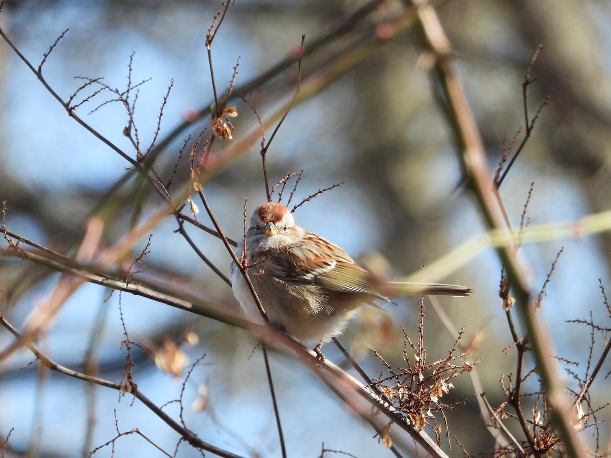 American Tree Sparrow - Robin M